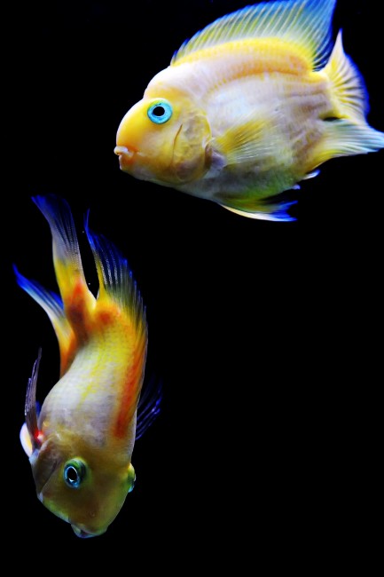 wKgBm04UQByi47ZaAACOW3j7CLU39.jpeg?imageView2%2F2%2Fw%2F680%2Fq%2F90%7Cimageslim