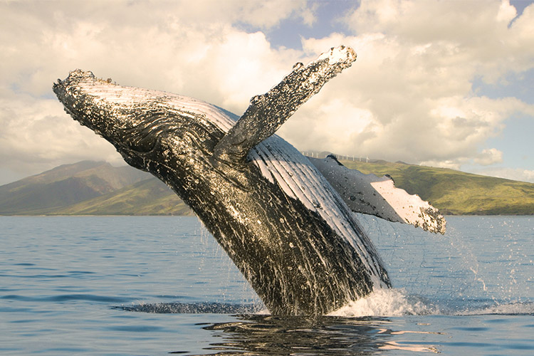 当鲸鱼跳跃时,它会作出类似特技飞行的跃出水面的动作