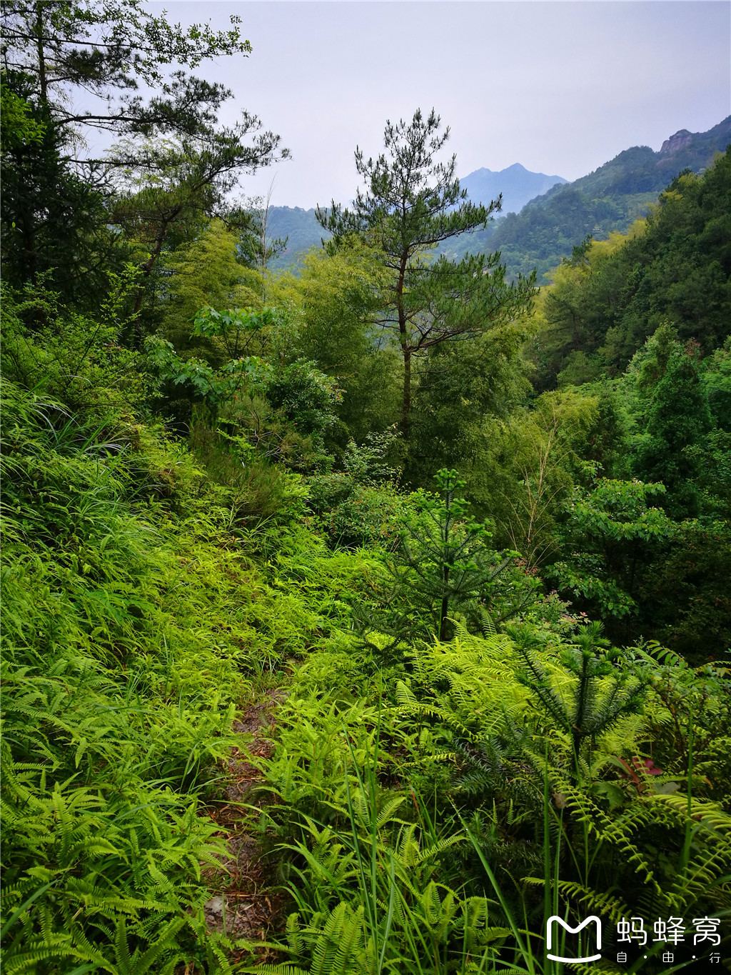 永嘉上塘镇箬岙村有多少人口_永嘉芙蓉古村图片