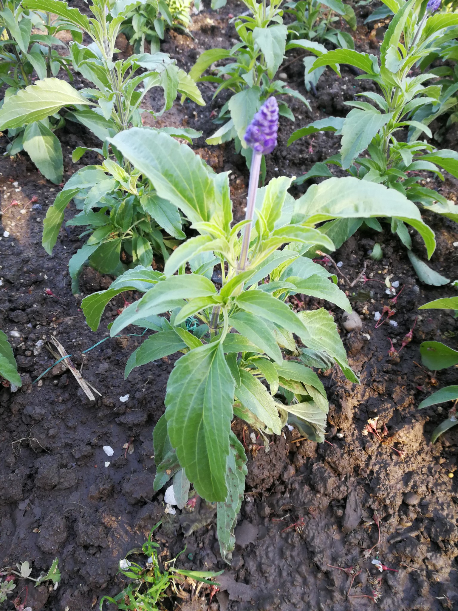 鼠尾草,又名药用鼠尾草,撒尔维亚,日本紫花鼠尾草,南丹参,又名石见穿