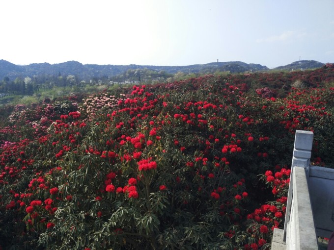 三车十五团眯眯哥自驾游百里风云,毕节自助游杜鹃攻略游戏攻略图片