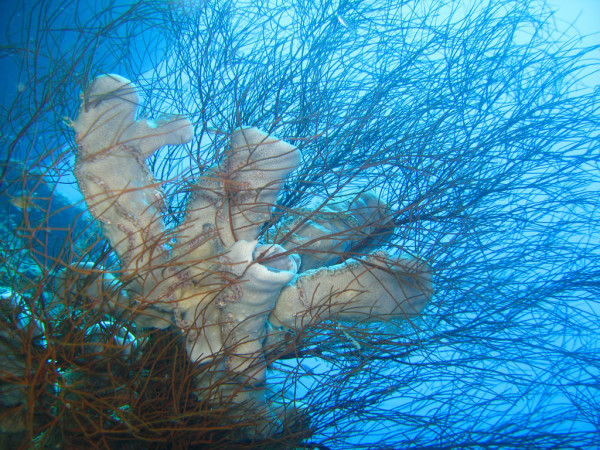西北90公里的安达曼海(Andaman Sea),是一片由9个群岛所组合而成的区域,面积约为8万泰亩。能够登岛并提供住宿的是4、8号岛,4号岛的沙滩雪白整洁,8号岛的则布满海底卷来的珊瑚碎片,但沙子全都细腻的像面粉一样,海水也都蓝的像一个大泳池。所以建议为了能全面领略斯米兰群岛风光,停留时间在2-3天比较适宜。 乘坐亚航去斯米兰,可以从武汉和香港直飞普吉。其他城市先飞曼谷,吉隆坡或者芭提雅然后转机去普吉。 汕头和澳门飞曼谷都有0元票,广东的童鞋真幸福! 亚航3月大促,飞普吉曼谷的价格单程不含税最低