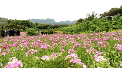 宜宾蜀南花海门票