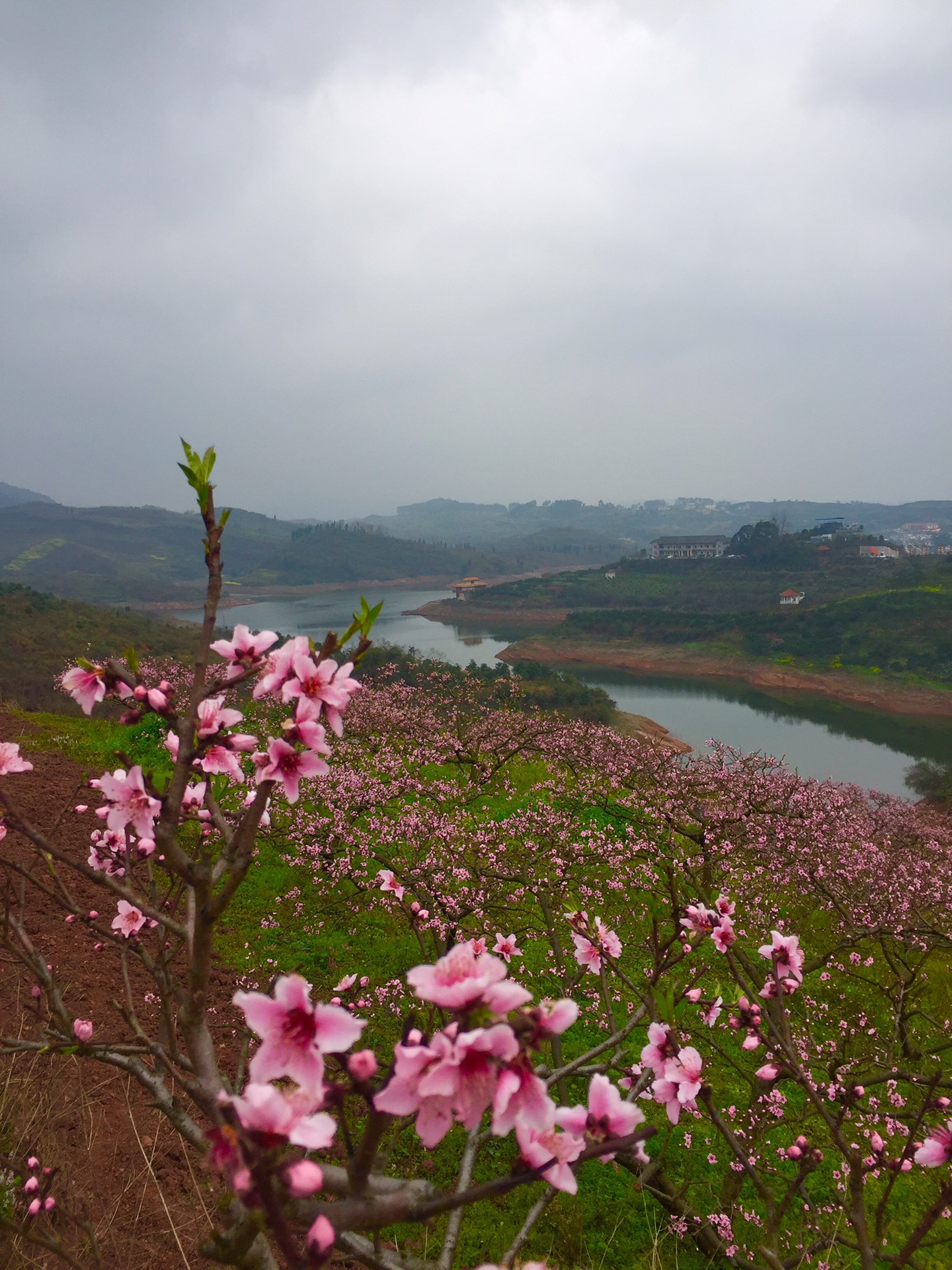 丹棱桃花源 香风晕染 十里桃红映笑靥,丹棱县旅游攻略