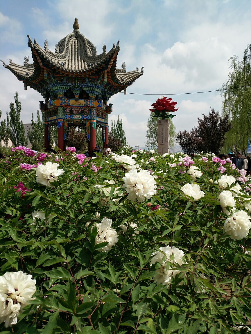 有着牡丹花之乡的临夏,这个季节,正是牡丹花开半夏时.