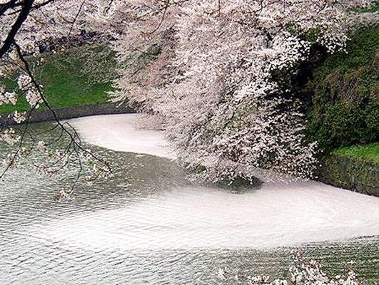 日本最最最厉害樱吹雪观地:千鸟之渊.