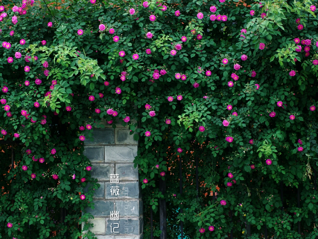 再看四月的蔷薇花_游记