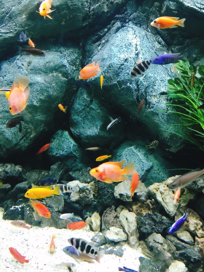 继续往前走,就能看见一家建在水族馆里的咖啡厅,叫做Sea Table,这里不仅仅卖各种饮品,还有印着鱼儿模样的马卡龙,曲奇饼干、甜甜圈、小鱼饼等美食,在你逛累的时候,可以来这里休息喝一杯哦,隔壁小房间还有婴幼儿哺乳室,哈哈,看到里面有个可爱的宝宝正在等待他的妈妈,这个便利设施真的很棒哦~ 就在这家店门口,还有一个供小孩子玩耍的水底世界,一座水池里有山有鱼,下面是小隧道,小朋友可以进去近距离看鱼玩耍哦,看他们玩得多开心~