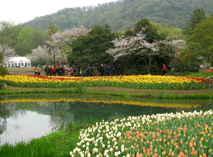 每年到了3月20日-4月10日,也就是 杭州 太子湾公园的赏花时节了,那是