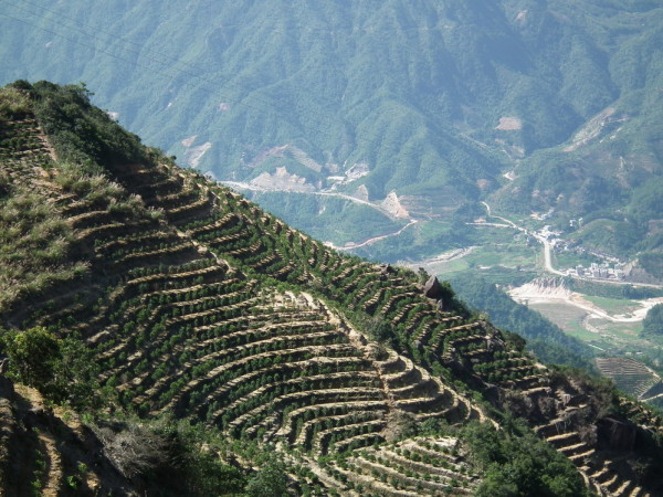 潮州是一个旅游城市,凤凰天池是新八景之一。2011年国庆有机会去了一趟凤凰山,在山上的民居房订了房间,期盼着可以看到星海,日出,云海。 交通其实很方便,凤凰山顾名思义在凤凰镇。在市区有直达镇上的公交车,但是班次很少。凤凰镇盛产凤凰茶,镇上每天都有人开面包车送茶到市区,我们几人就是打电话跟司机,跟师傅的车回到镇上,一人20元。下山回市区是在镇上直接打的回市区,100元。约40-50分钟。 到了镇上,一定要去吃当地的草仔豆腐(下面会上图),草地是一种薄荷叶,豆腐外脆里嫩,不比普宁炸豆腐逊色,还有当地的炒粉条,