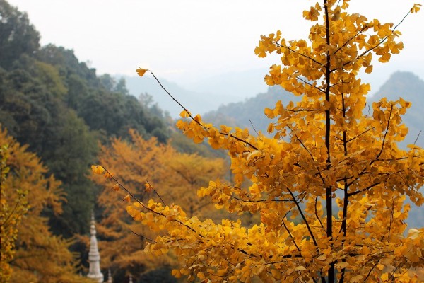 金色秋 wKgB3FCopKWAYrIBAAJpqjrCxqc72.jpeg?imageView2%2F2%2Fw%2F600%2Fh%2F600%2Fq%2F90