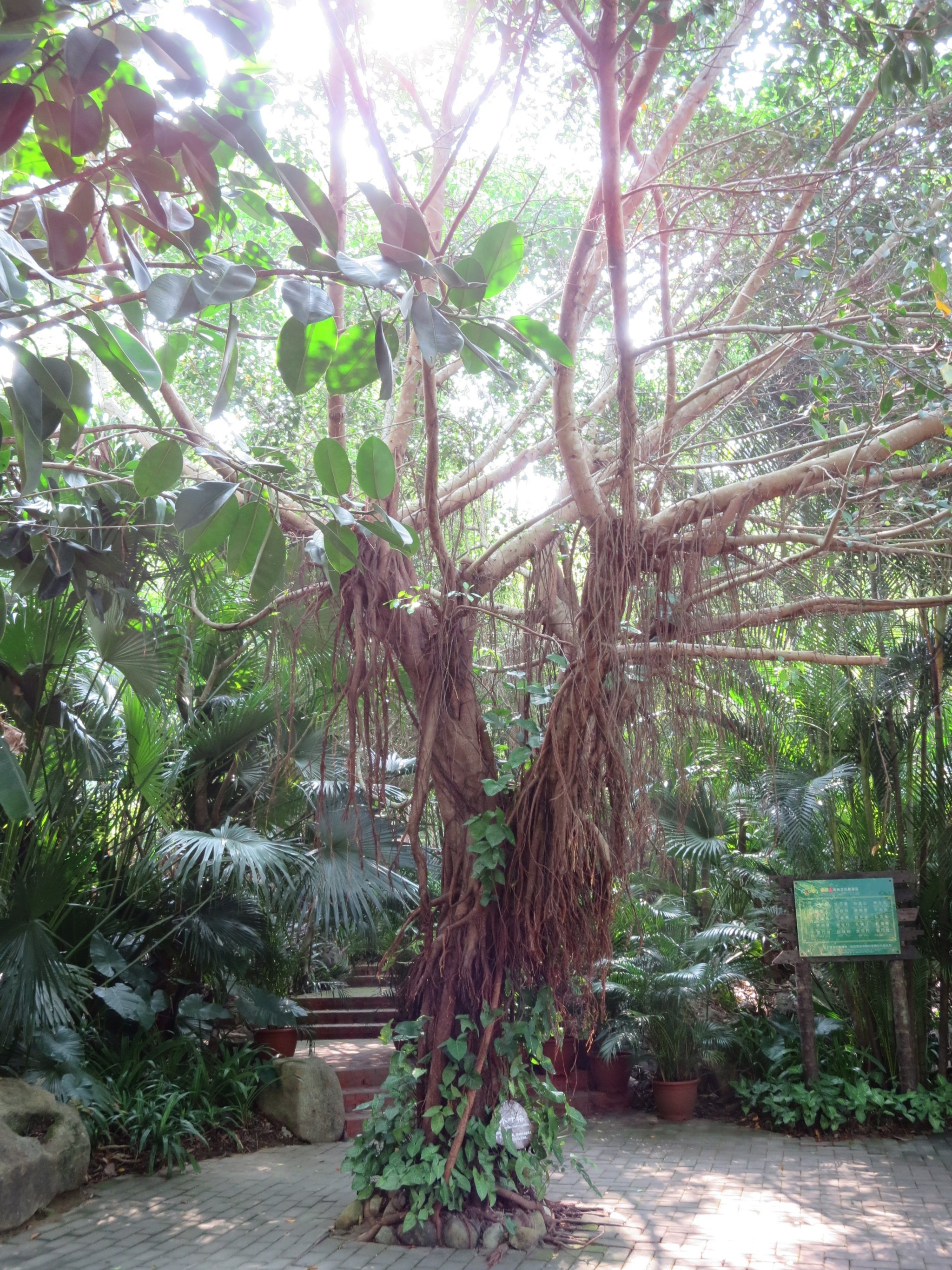 兰花竹子猜成语_看图猜成语(2)