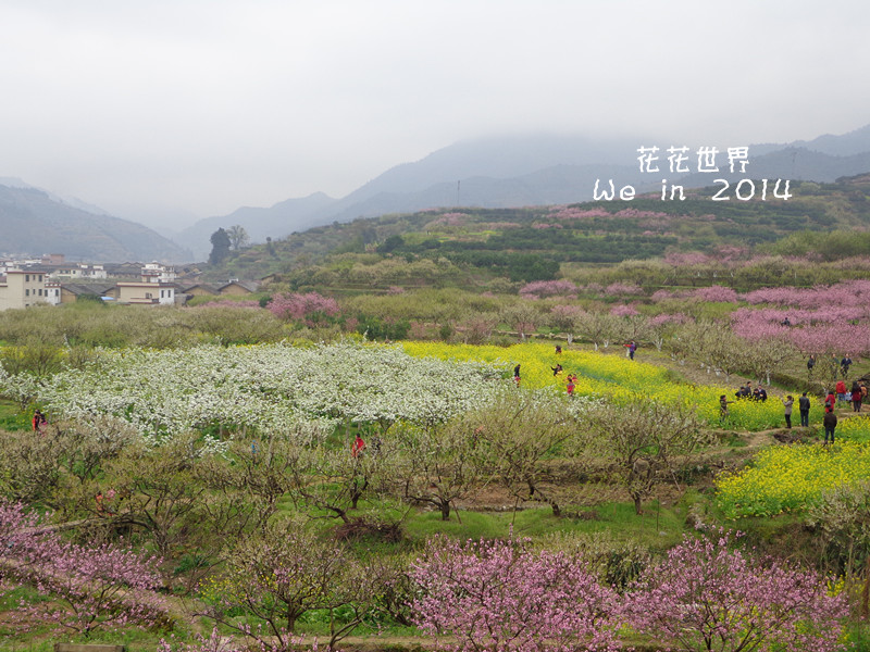 仙岩镇人口_百丈镇仙岩村李萍(3)