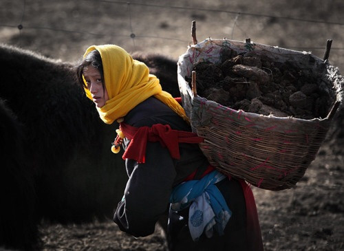 藏族的女人是勤劳的,每天都在劳作,她身后背着晒干的牛粪,草原上的
