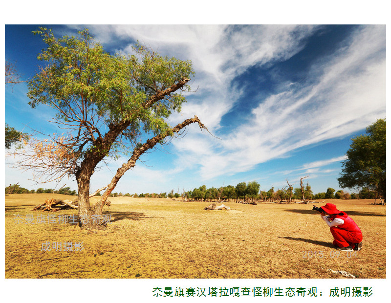 奈曼旗游记--怪柳,奈曼旗自助游攻略 - 马蜂窝