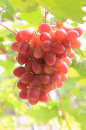 wKgBpVWczreAWGrBAAGF9qHzHVE54.jpeg?imageView2%2F2%2Fw%2F600%2Fh%2F600%2Fq%2F90
