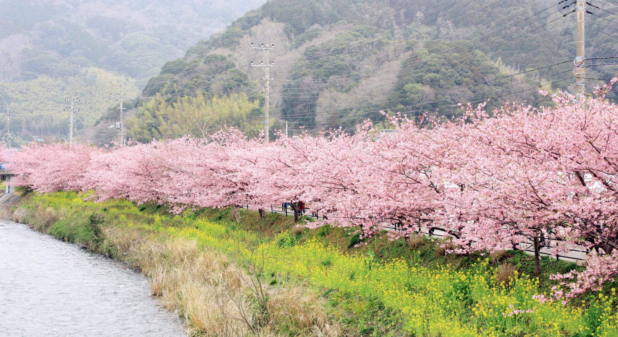 河津樱花