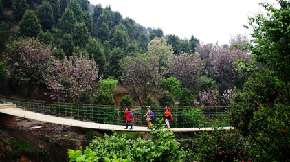 珙县龙茶花海门票