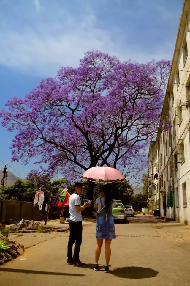 蓝花楹看你把攀枝花美成什么样了