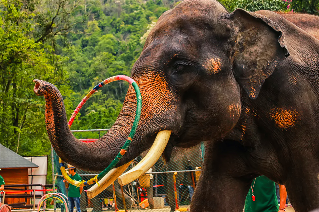 西双版纳旅游 野象谷 基诺山寨 一日游(亲子体验 · 邂逅亚洲象 · 寻