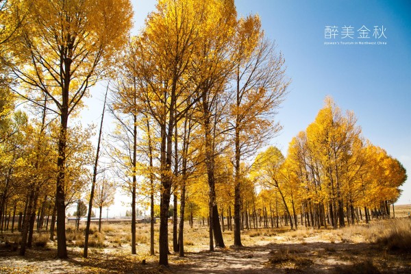 音乐高山流水古筝曲谱