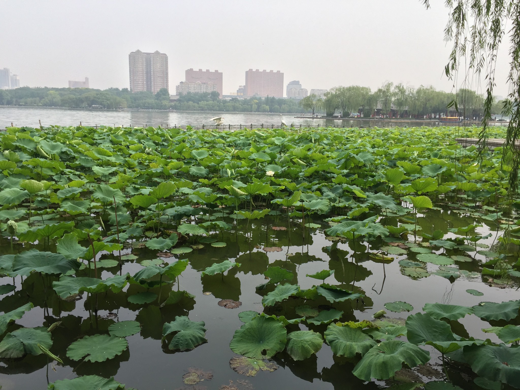 湖水什么成语_成语故事图片