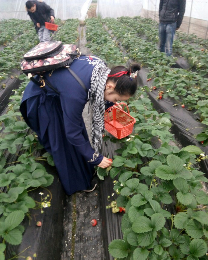 【四川黄龙溪】元旦节,开起rx5去黄龙溪摘草莓!