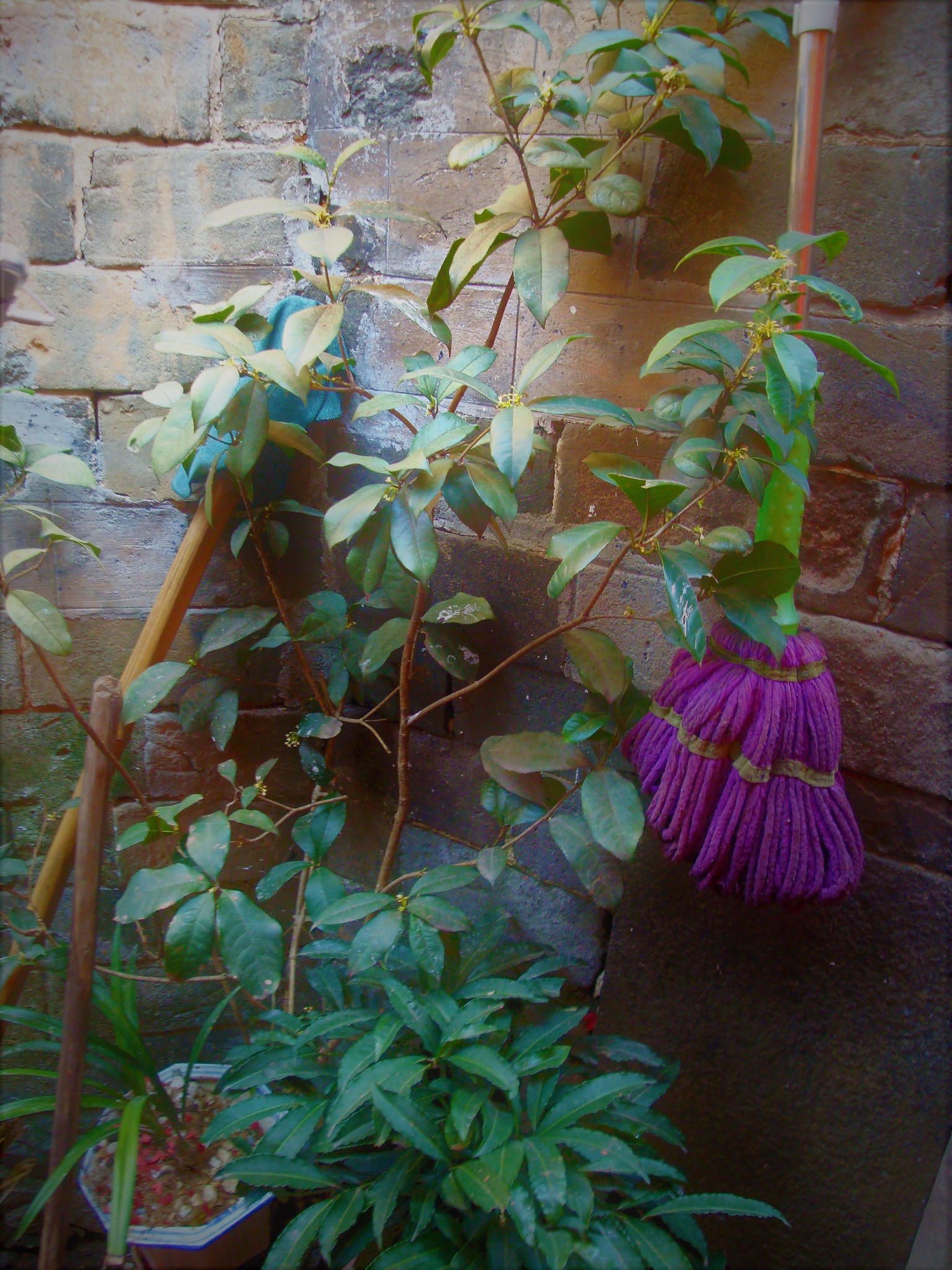 我从未见过的一幅极萌极可爱的"保生大帝"像.