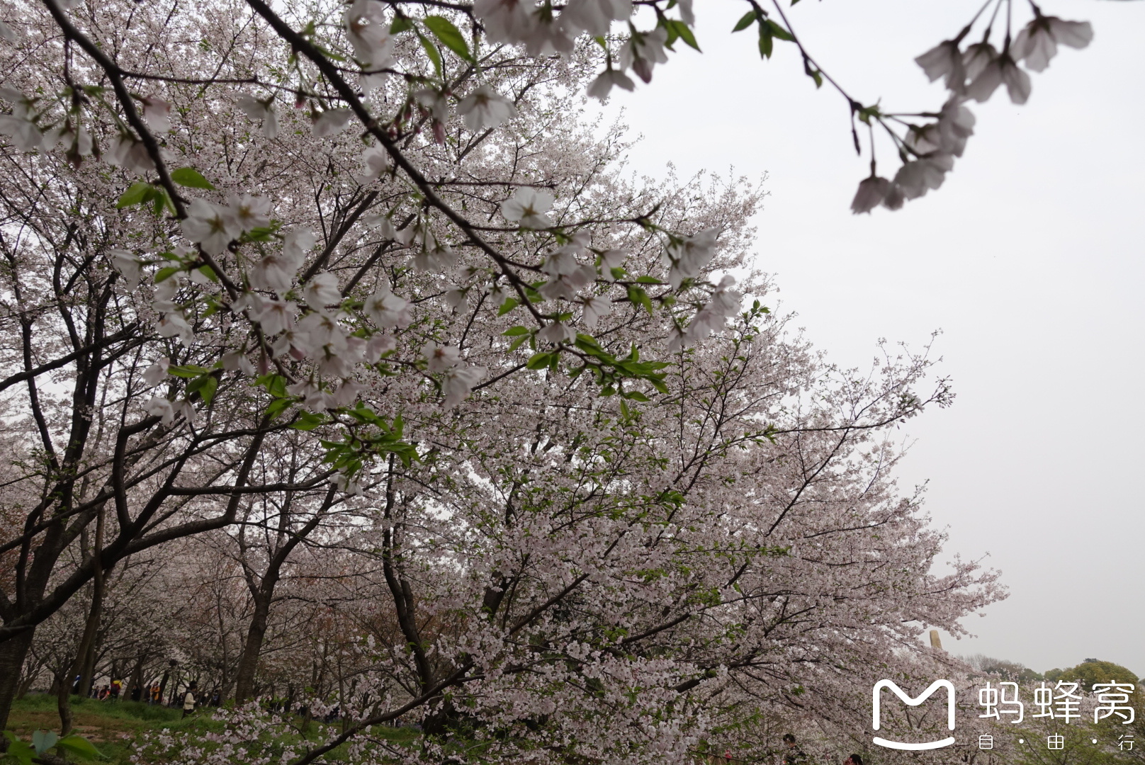 樱花汉话