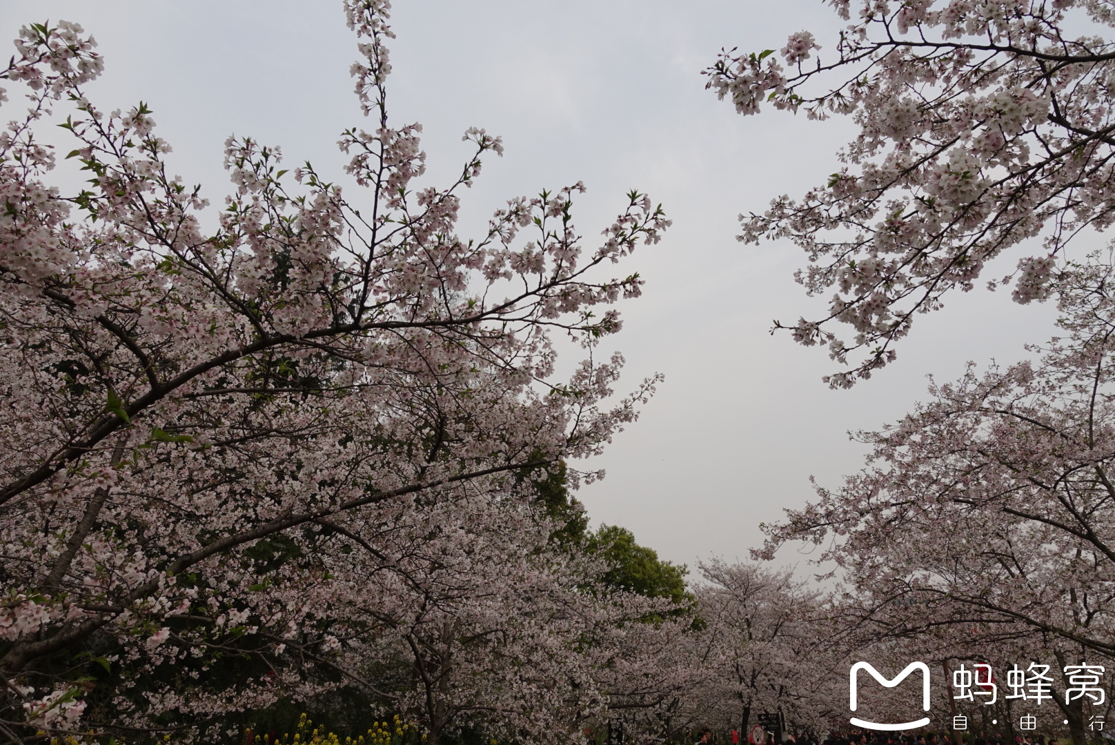 樱花汉话