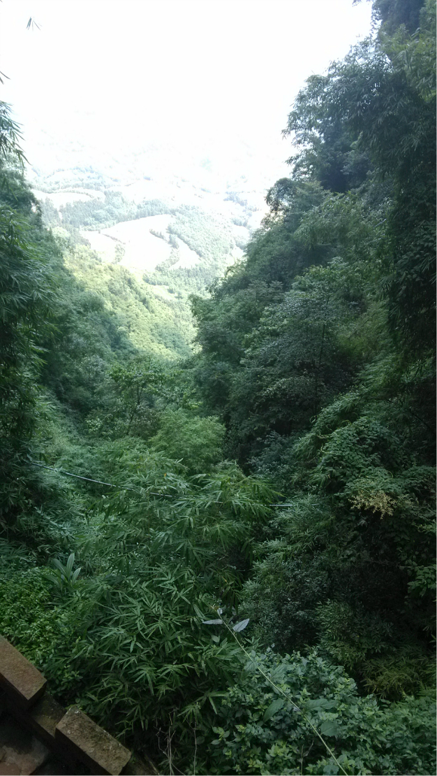 蜀南竹海婚纱照_蜀南竹海(2)