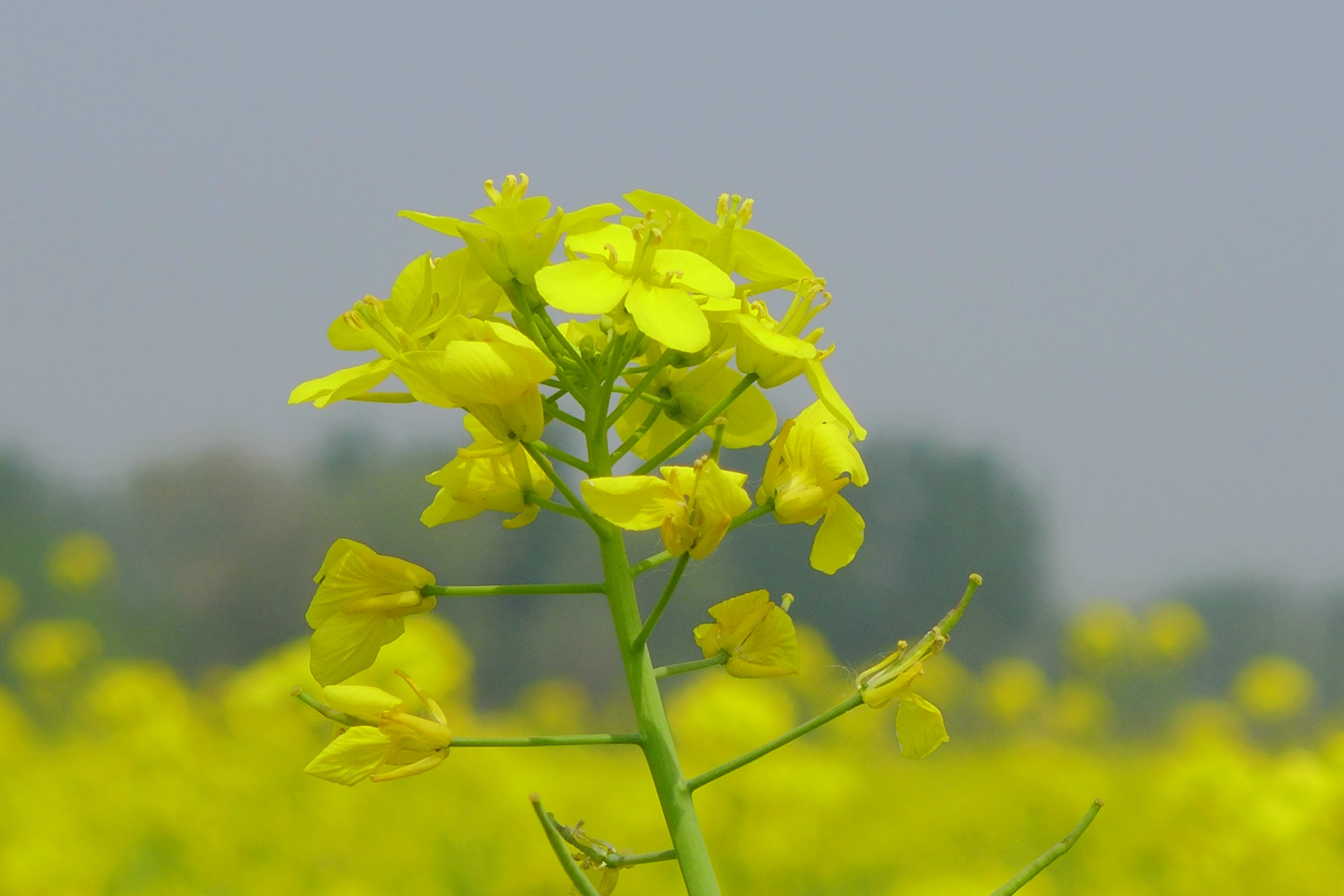 油菜花儿开简谱_油菜花开图片(2)