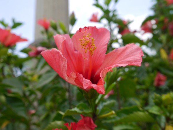 火车站可以带花进去吗 wKgBpVUsu_KAHNIqAAWrZ9m2x5Y30.jpeg?imageView2%2F2%2Fw%2F600%2Fq%2F90