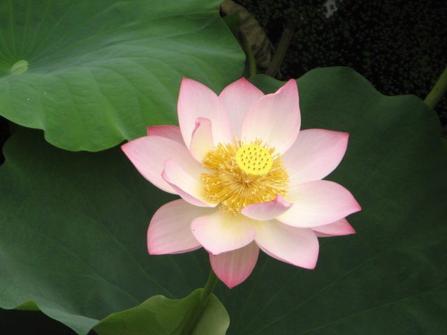 wKgBpVWA0qOAOKcRAACjb3i4FHU54.jpeg?imageView2%2F2%2Fw%2F680%2Fq%2F90
