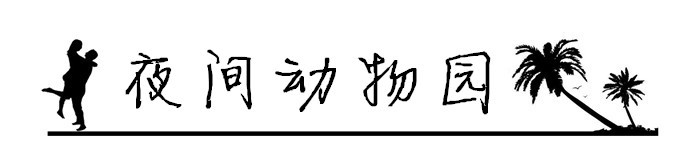 5.夜间动物园 5.夜间动物园