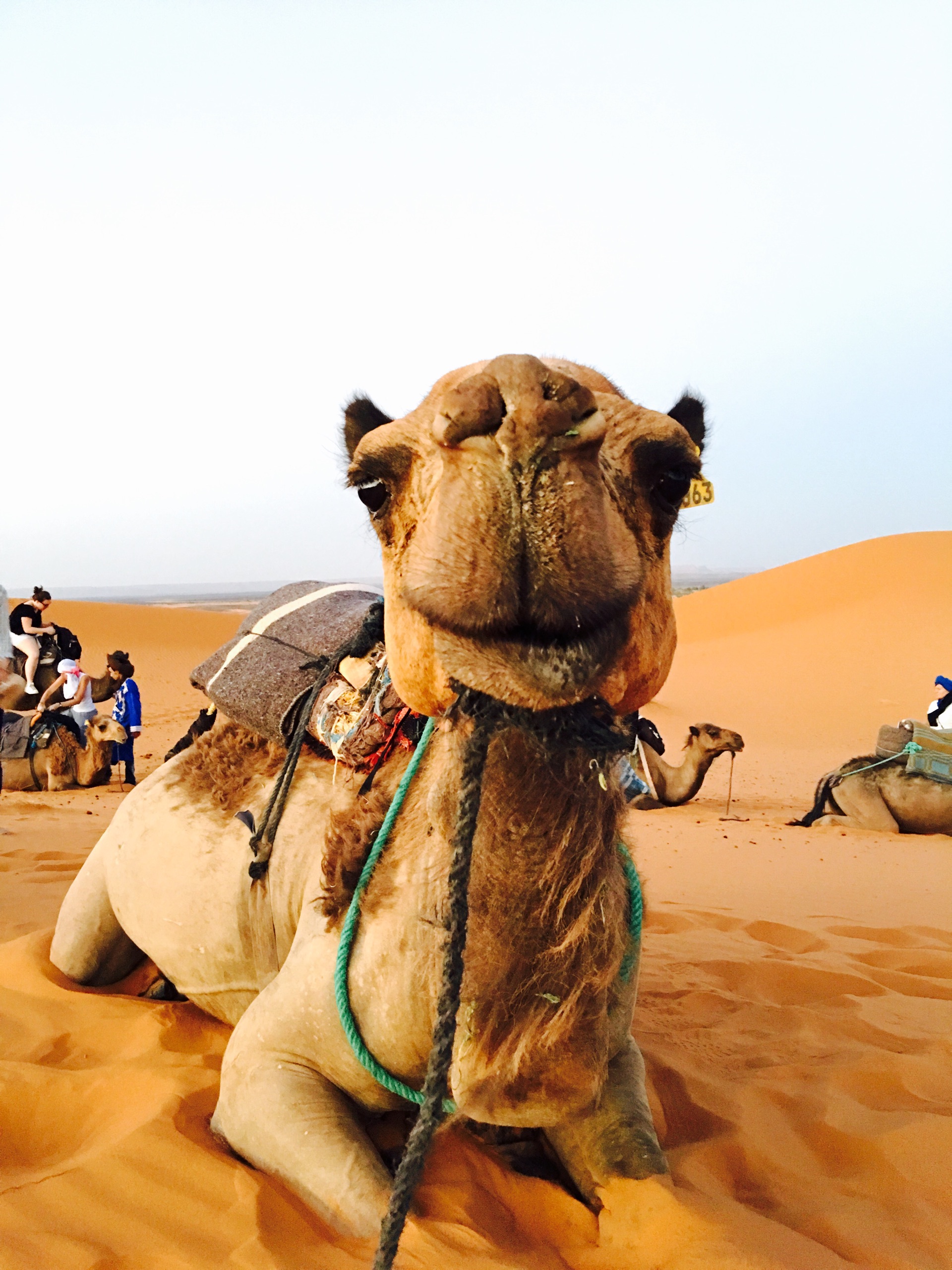 喜欢 293                               哈哈哈～傻骆驼