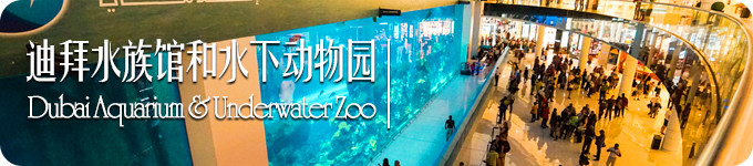 迪拜水族馆和水下动物园 迪拜水族馆和水下动物园